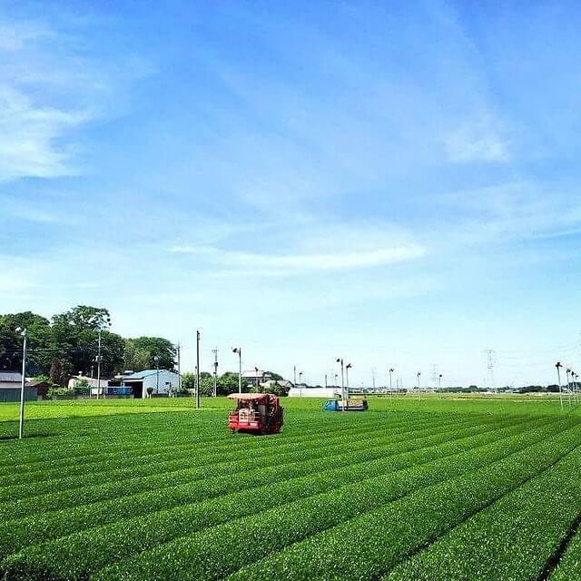 日本で初めてアメリカに輸出されたお茶 さしま茶　茶畑の眺め