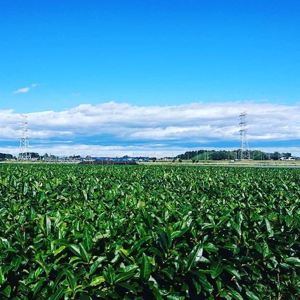 日本で初めてアメリカに輸出されたお茶 さしま茶　茶畑